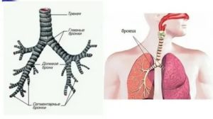 Где находятся бронхи у человека фото
