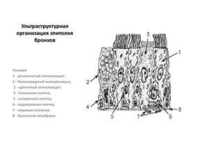 Эпителий бронхов