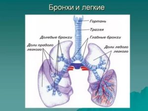 Проверить лёгкие и бронхи