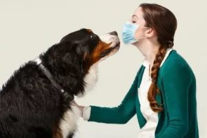 Собаки для аллергиков и астматиков