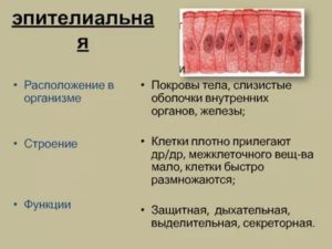 Слизистые оболочки внутренних органов