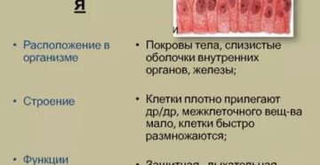 Слизистые оболочки внутренних органов