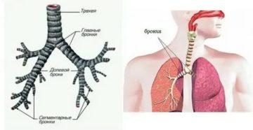 Где находятся бронхи у человека картинки