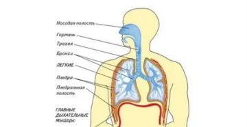 Органы дыхания человека картинки