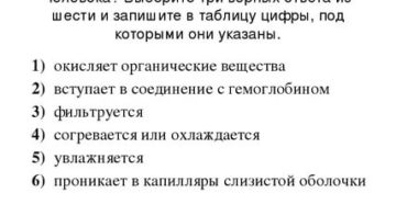 Что происходит с воздухом в носовой полости