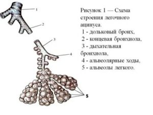 Схема строения ацинуса