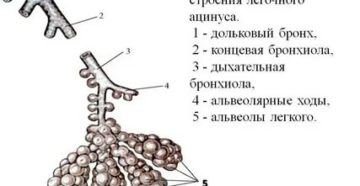 Схема строения ацинуса
