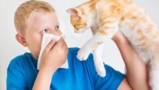 Кошки для аллергиков и астматиков
