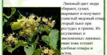 Липа полезные свойства и противопоказания детям Липа полезные свойства и противопоказания детям