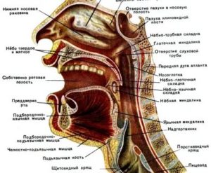 Строение носоглотки человека фото