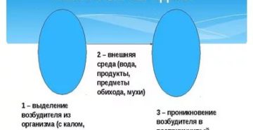 Фекально оральный механизм передачи