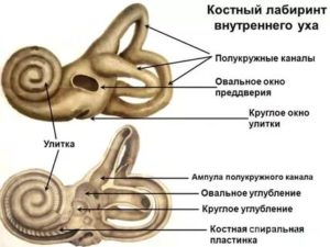 Костный лабиринт внутреннего уха