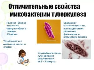 Туберкулезная палочка сохраняет жизнеспособность в течении