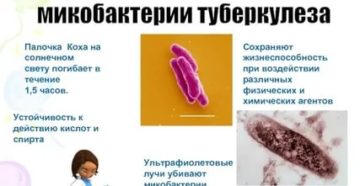 Туберкулезная палочка сохраняет жизнеспособность в течении