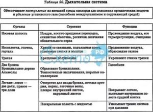 Дыхательная система человека строение и функции таблица