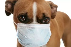 Собачий грипп симптомы лечение