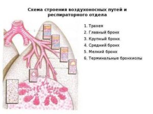 Строение воздухоносных путей