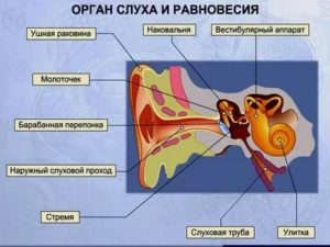 Где расположены рецепторы слуха