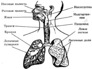 Строение дыхательной системы человека схема