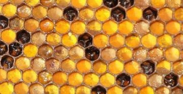 Пчелиные соты полезные свойства